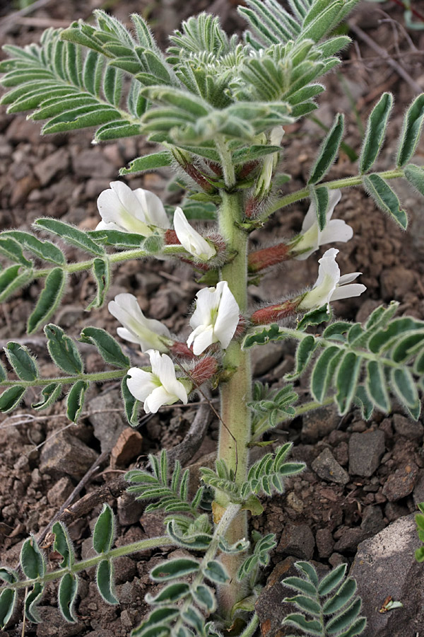 Изображение особи Astragalus nucifer.