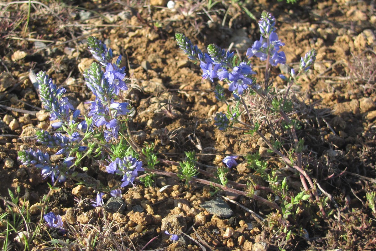 Image of Veronica capsellicarpa specimen.