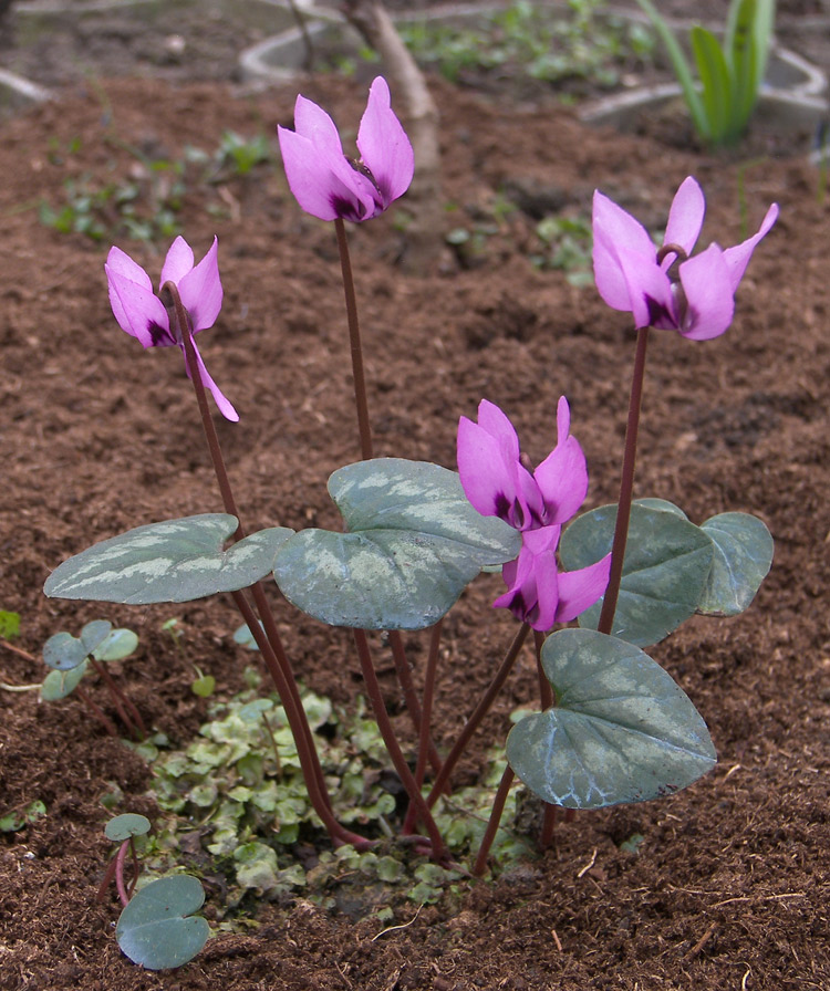 Изображение особи Cyclamen elegans.