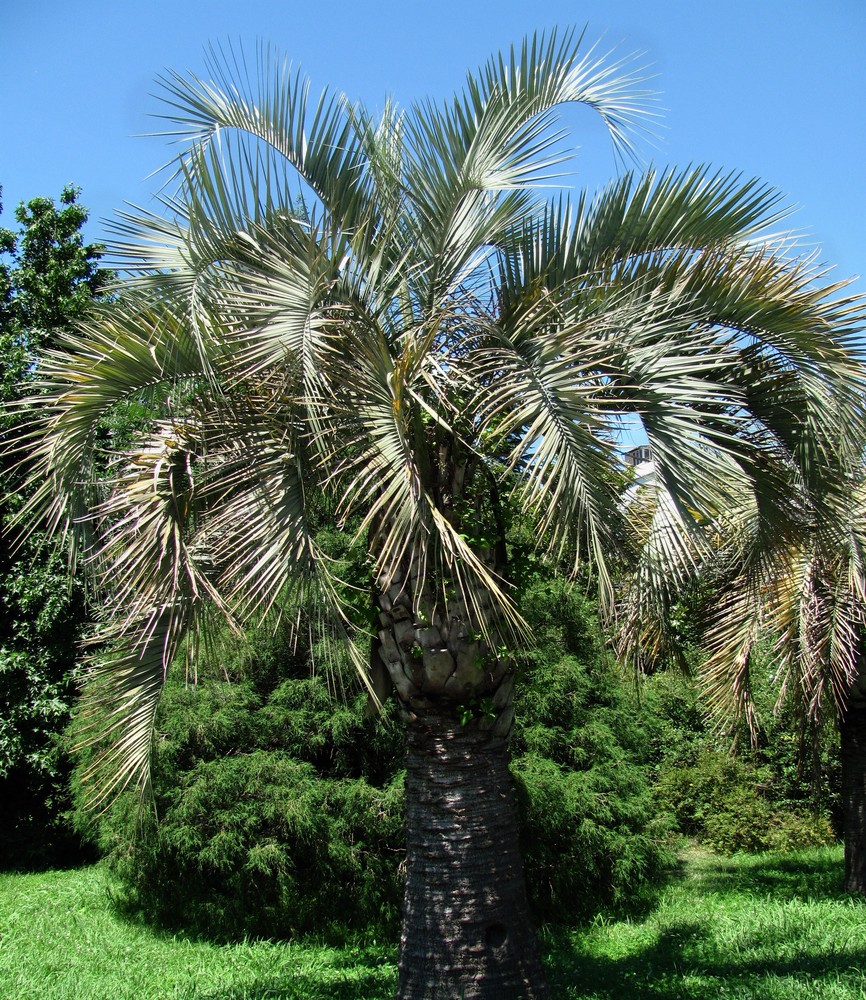 Изображение особи Butia capitata.