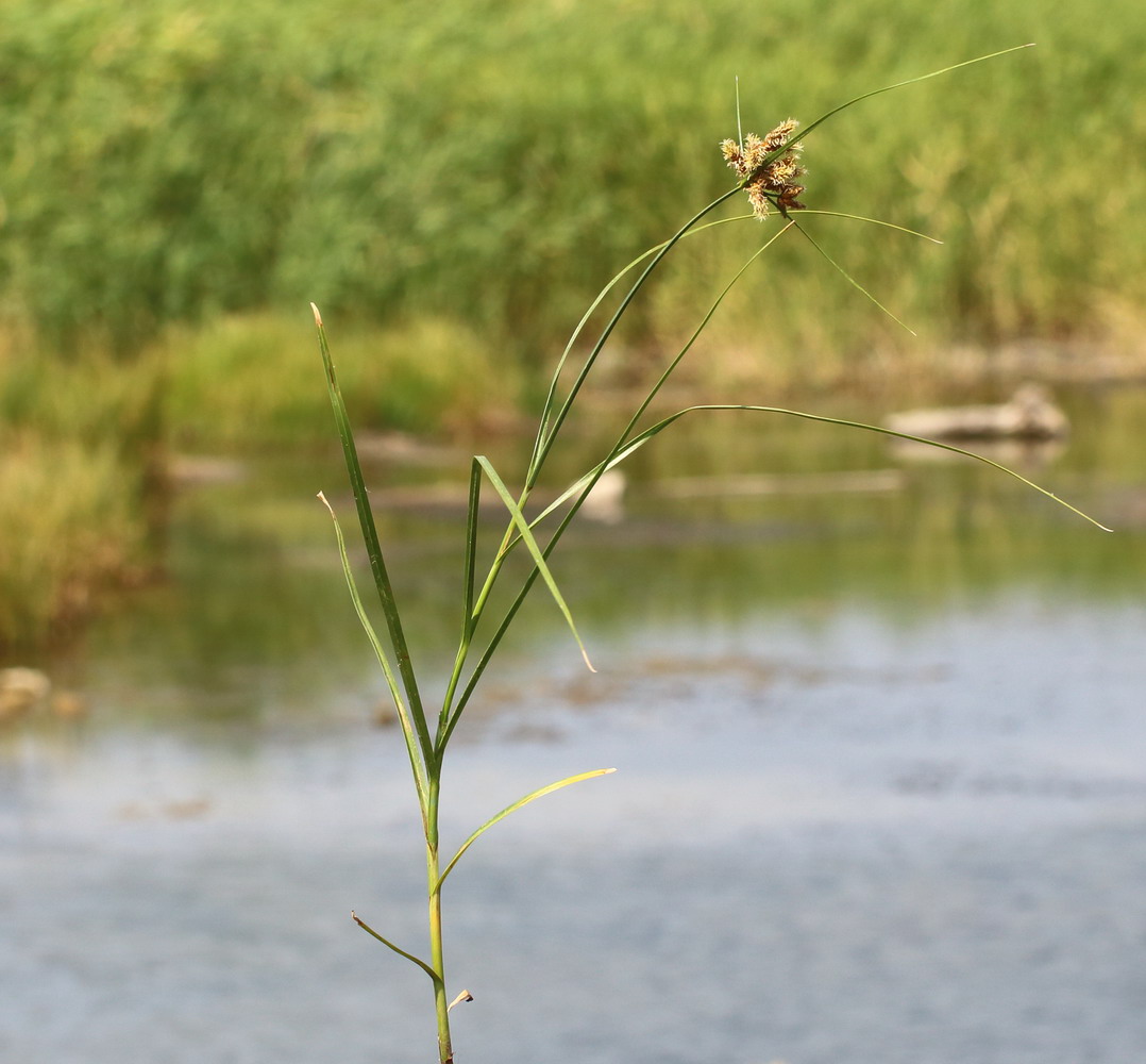 Image of genus Bolboschoenus specimen.