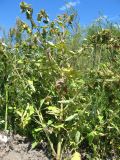Arctium minus
