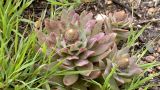 Orostachys malacophylla