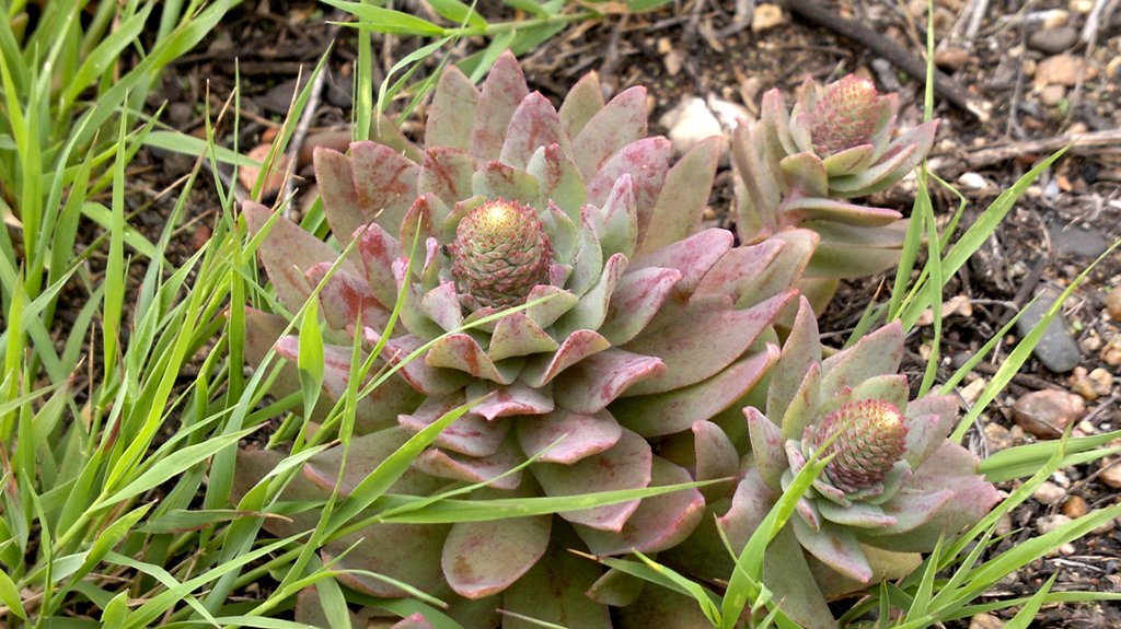 Изображение особи Orostachys malacophylla.