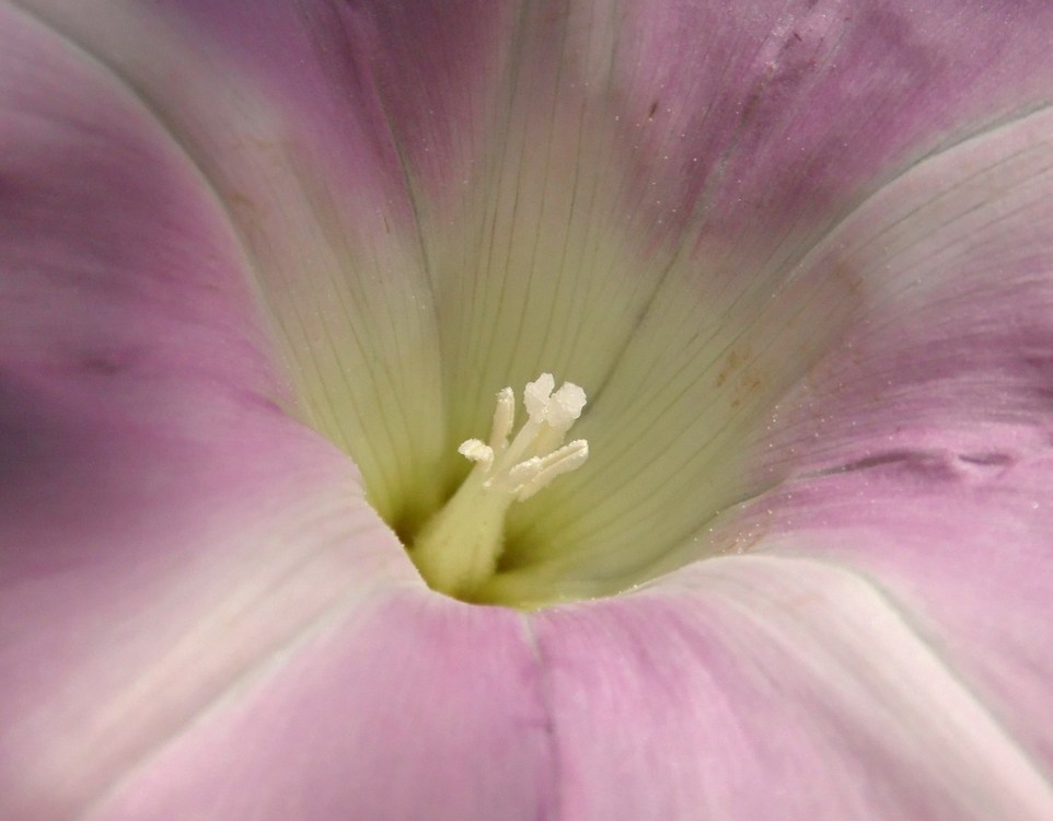 Image of Calystegia spectabilis specimen.