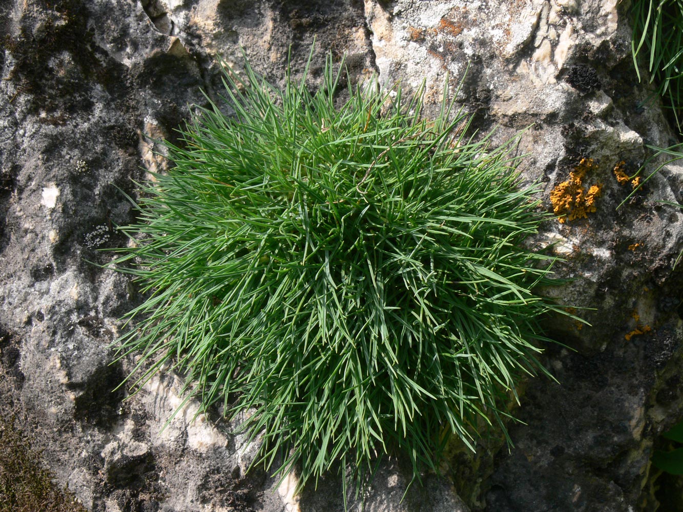 Image of Dianthus acicularis specimen.