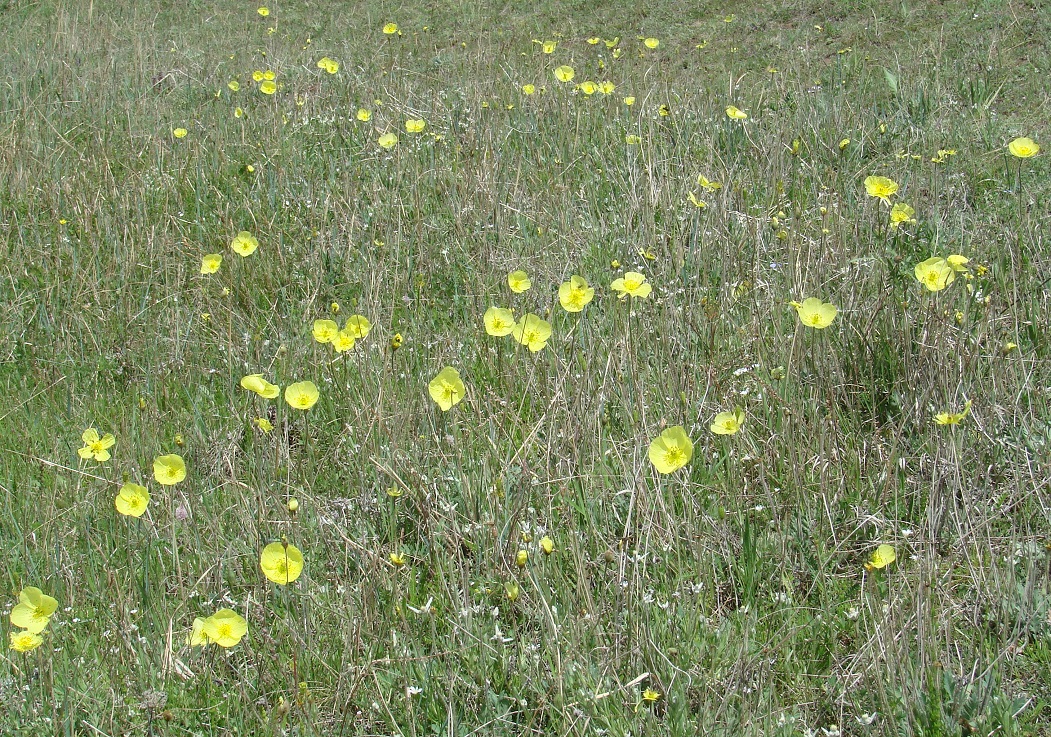 Изображение особи Papaver nudicaule.