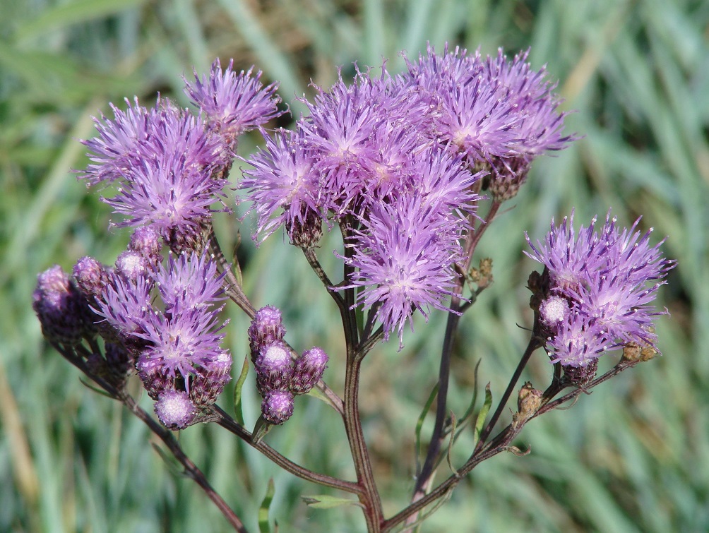 Изображение особи Saussurea amara.