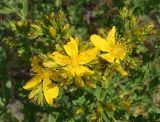 Hypericum perforatum