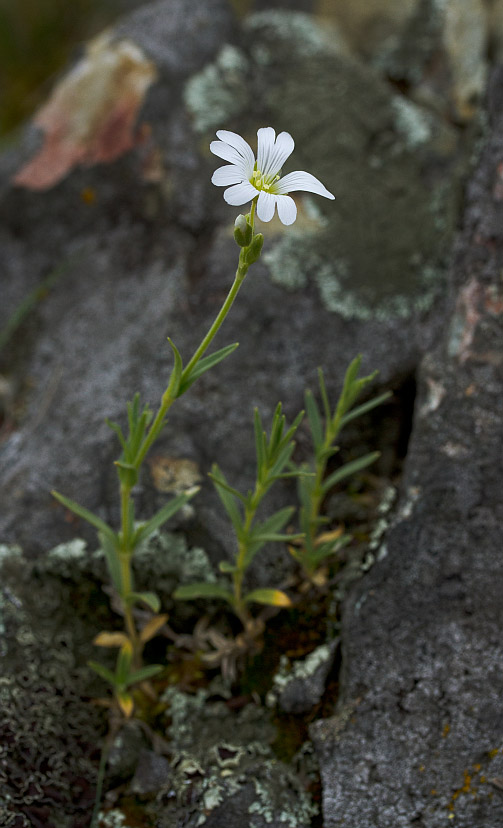 Image of Cerastium arvense specimen.