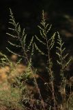 Artemisia campestris. Цветущее растение. Калужская обл., ст. Думиничи, используемый под выпас суходольный луг. 26.08.2009.