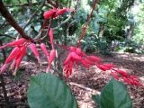 Quassia amara. Часть побега с соцветиями. Австралия, г. Брисбен, ботанический сад. 20.12.2015.