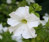 Petunia × atkinsiana. Цветок. Восточный Казахстан, г. Усть-Каменогорск, парк, в культуре. 18.07.2012.