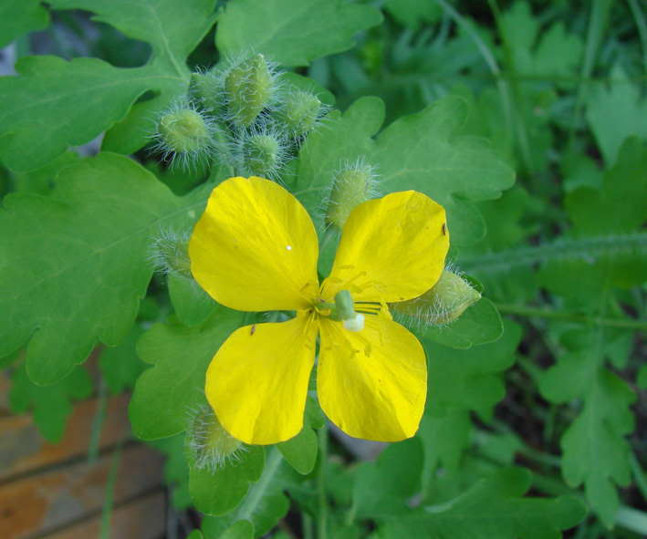 Image of Chelidonium asiaticum specimen.