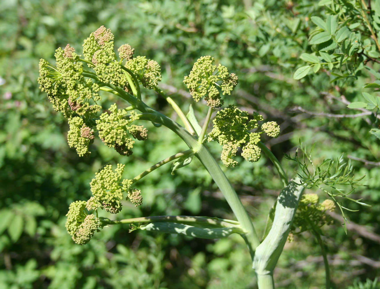Изображение особи Ferula songarica.