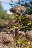 Eupatorium cannabinum. Верхушка побега с соплодием. Ленинградская обл., Ломоносовский р-н, у дер. Мал. Забородье, сыроватый крупнотравный луг. 20.09.2015.