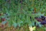 Picea разновидность coerulea
