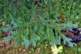 Picea variety coerulea