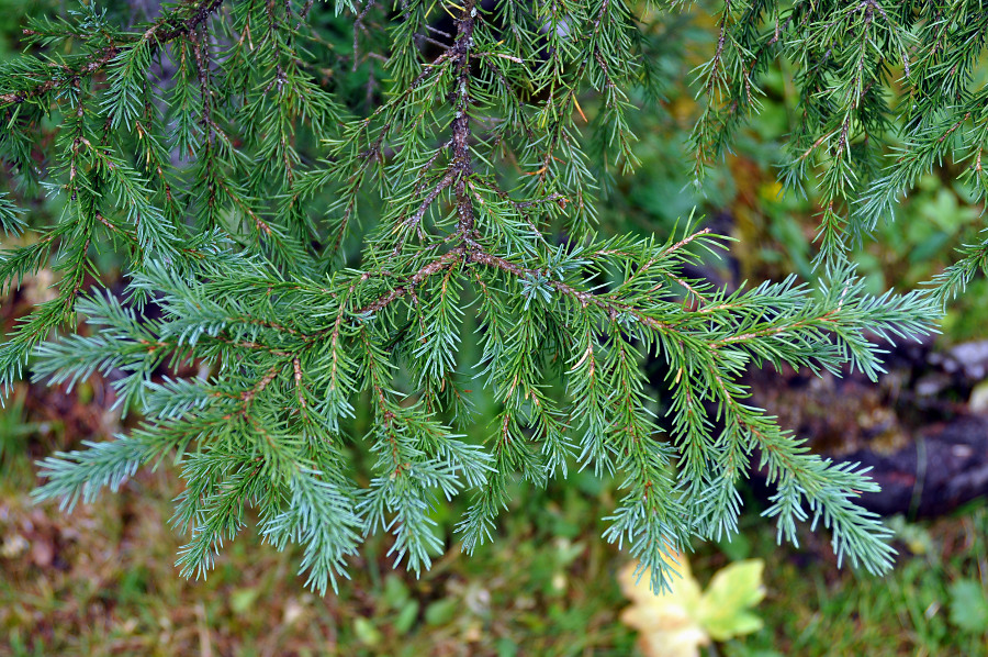 Изображение особи Picea obovata var. coerulea.