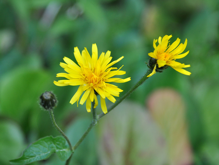 Image of Crepis sibirica specimen.