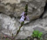 Verbena officinalis