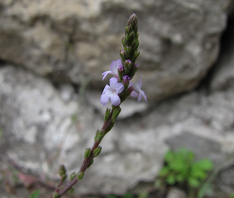 Изображение особи Verbena officinalis.