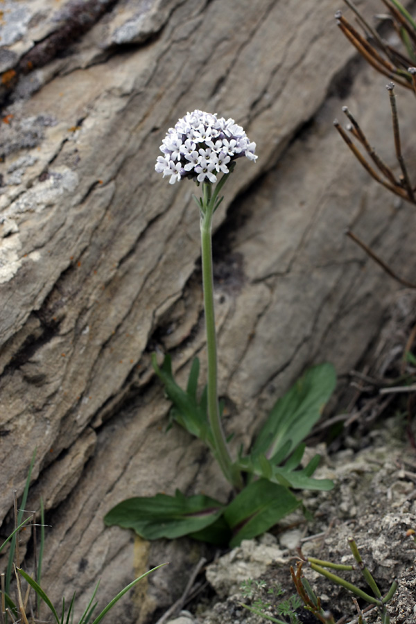 Изображение особи Valeriana chionophila.