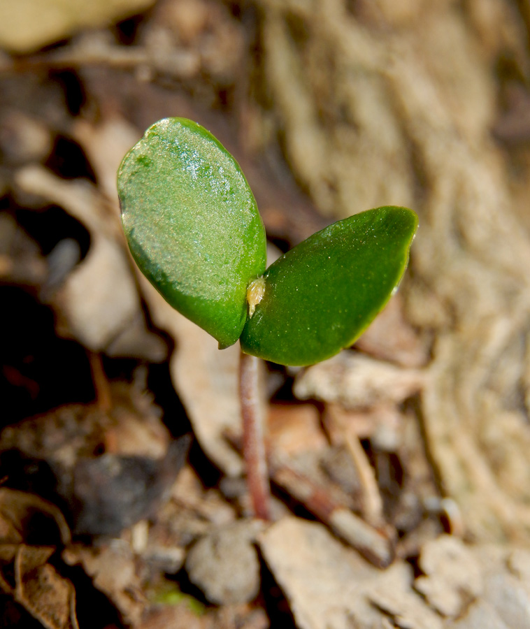 Изображение особи Carpinus betulus.