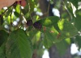 Alnus japonica