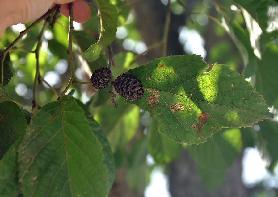 Image of Alnus japonica specimen.