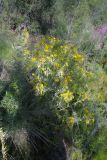 Tephroseris palustris. Цветущее растение. Север Дальнего Востока, Колымская низменность. Конец июля 2011 г.