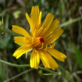 Picris hieracioides. Соцветие. Челябинская обл., окр. г. Челябинск, Золотая горка, небольшая влажная низинка в берёзовом лесу. 21.08.2015.