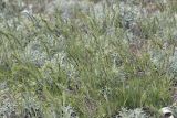 Poa bulbosa ssp. vivipara