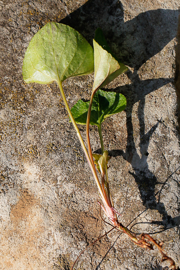 Image of Viola mirabilis specimen.