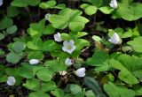 Oxalis acetosella