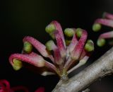 Hakea orthorrhyncha