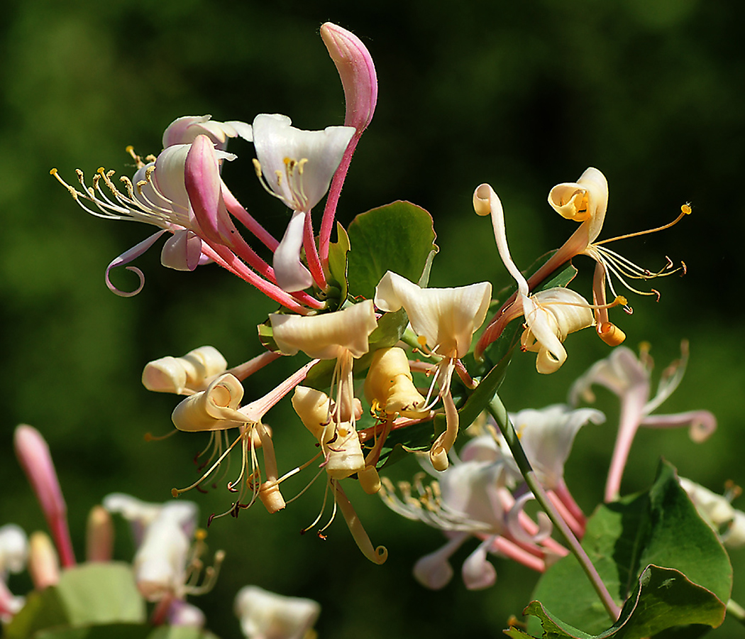 Image of Lonicera caprifolium specimen.