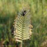 Image of taxon representative. Author is Сергей Проснев