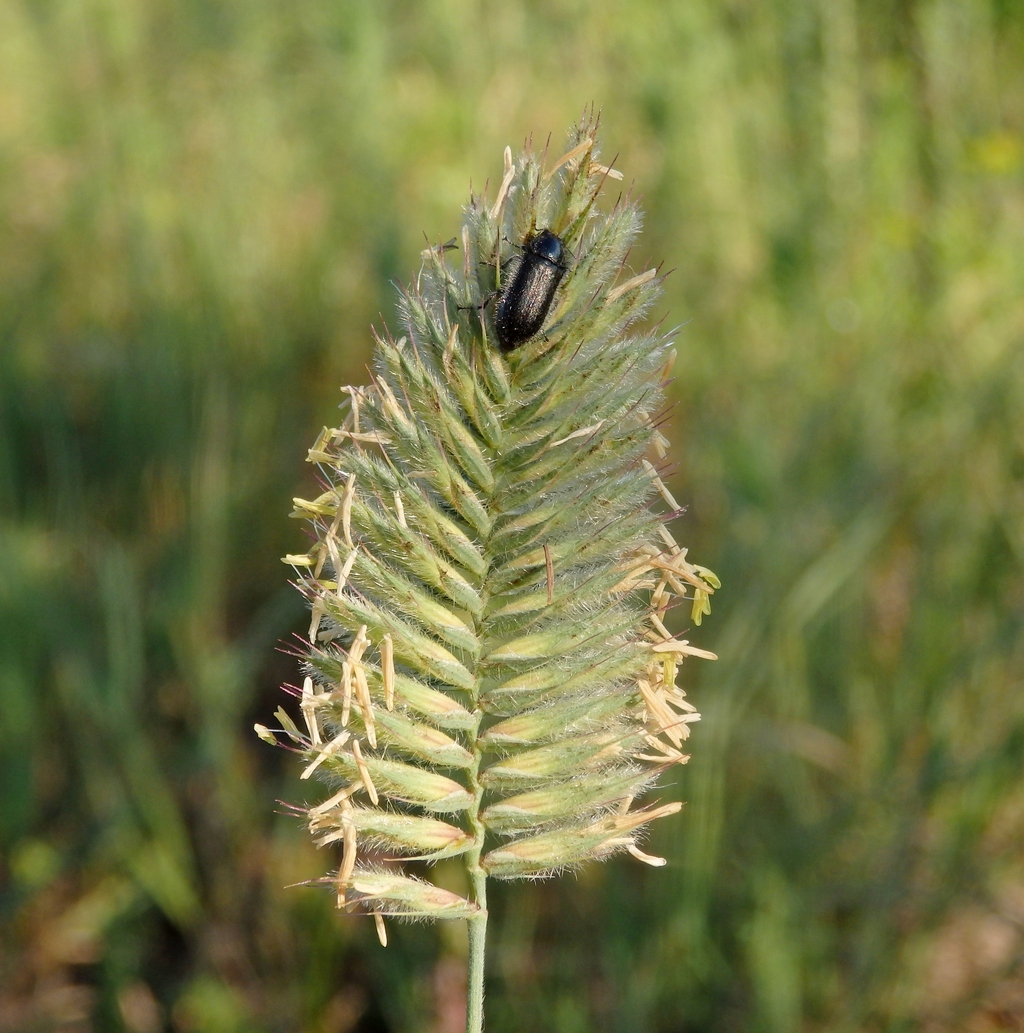 Изображение особи Agropyron pinifolium.