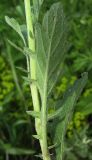 Senecio grandidentatus