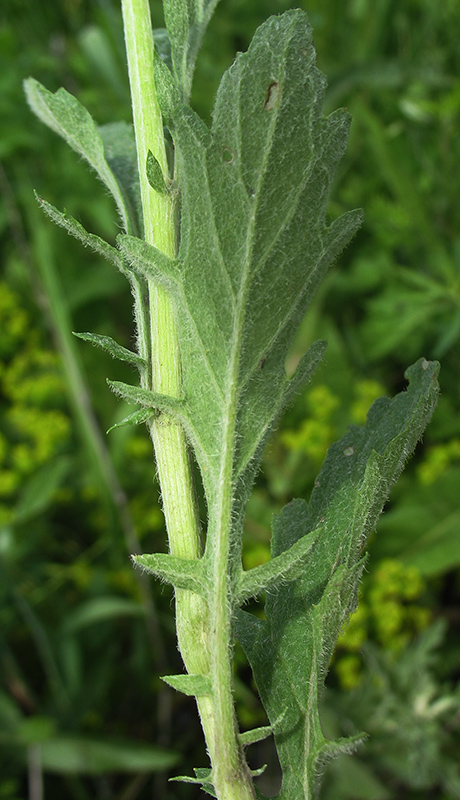 Изображение особи Senecio grandidentatus.