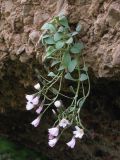 Crepis lactea