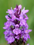 Dactylorhiza baltica