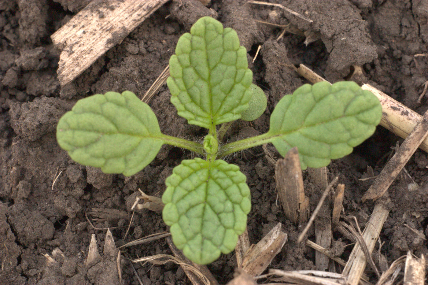 Image of Stachys annua specimen.