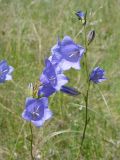 Campanula persicifolia. Верхушка цветущего растения. Ульяновская обл., Инзенский р-н, окр. с. Коржевка, ковыльник из Stipa pennata на открытом склоне с выходами мергелисто-меловых пород. 12 июня 2010 г.