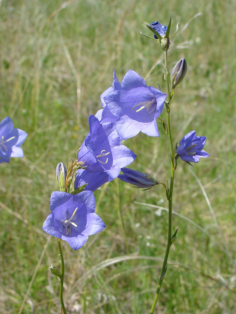 Image of Campanula persicifolia specimen.
