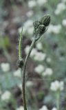 Hieracium maculatum