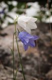 Campanula rotundifolia. Цветки двух цветовых морф (нормальной и белой). Мурманская обл., Кольский залив, о-в Малый Грязный, лужайка среди камней. 09.07.2016.