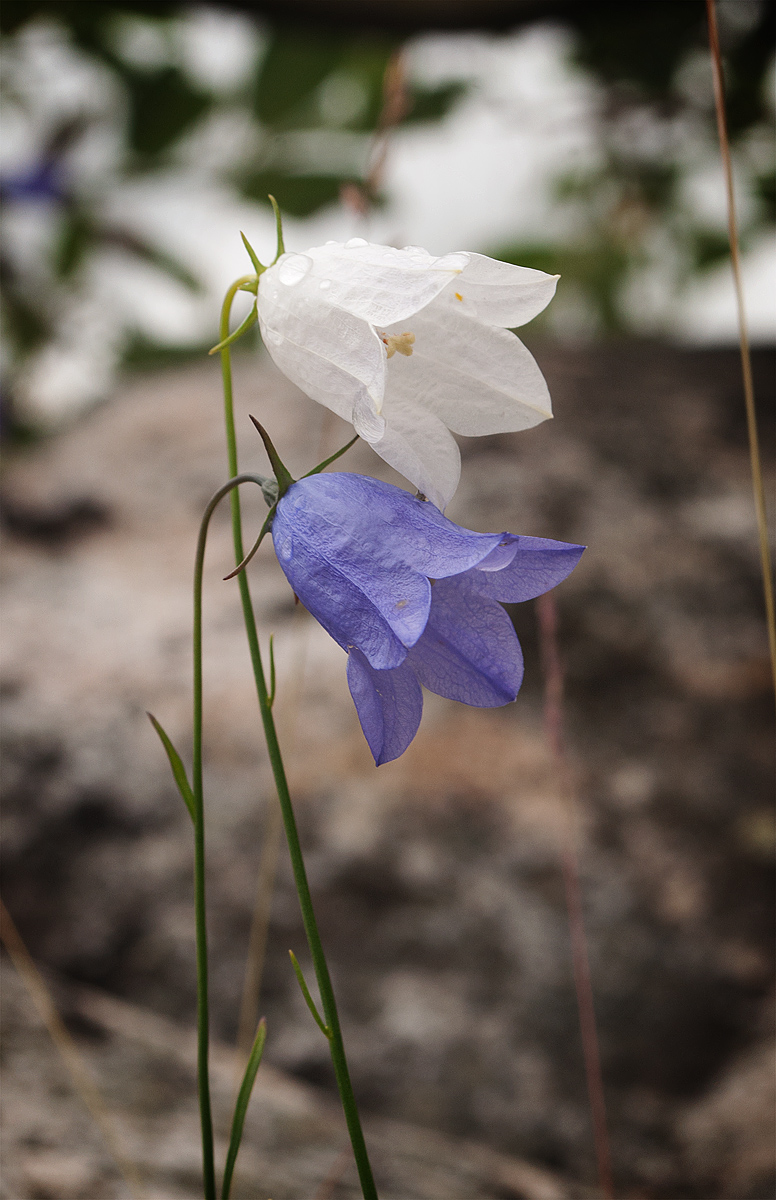 Изображение особи Campanula rotundifolia.