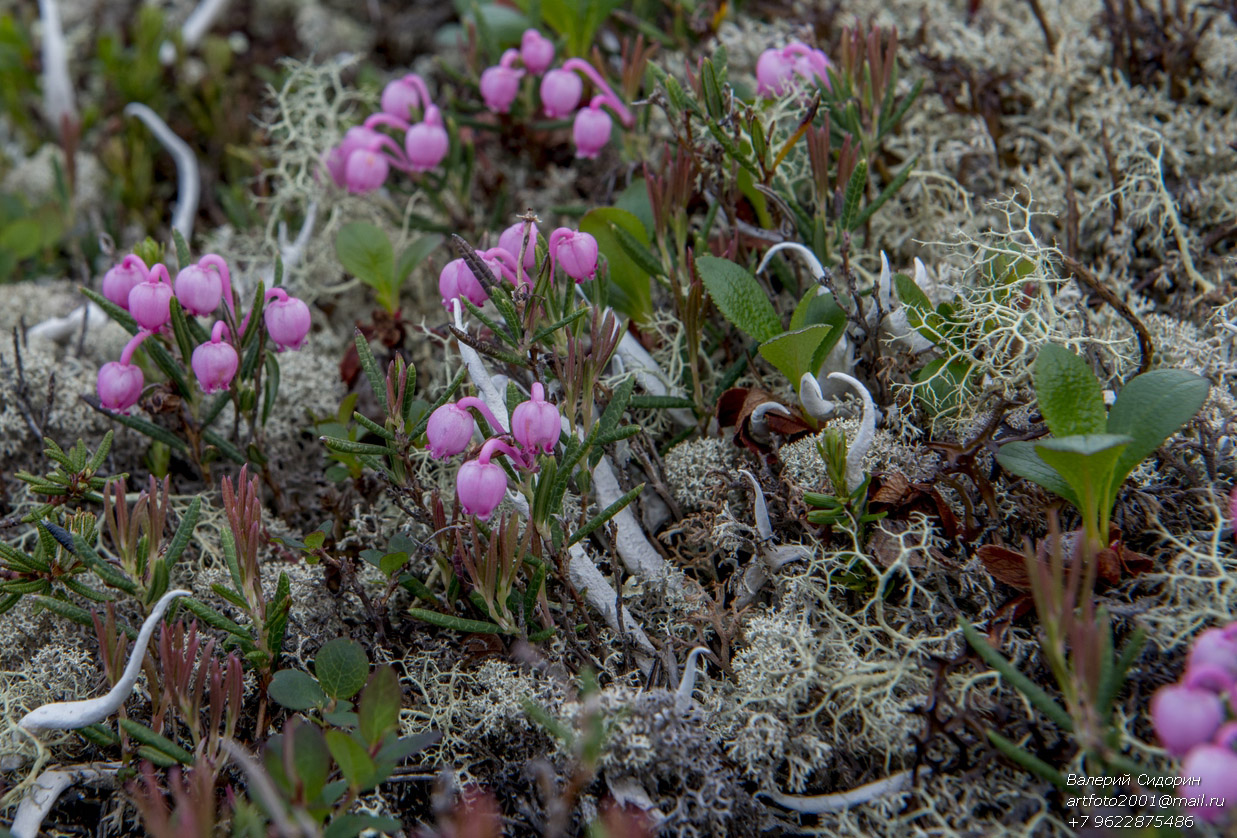 Image of Andromeda polifolia specimen.